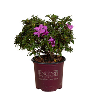 1 Gallon Autumn Lilac Encore Azalea - Compact Reblooming Azalea with Purple Blooms