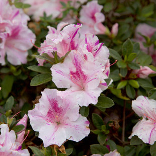 1 Gallon Autumn Twist Encore Azalea - Reblooming Evergreen Shrub for Full Sun to Part Shade