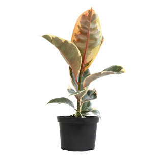 ALTMAN SPECIALTY PLANTS 6in Ficus Tineke Rubber Tree in Plastic Nursery Pot