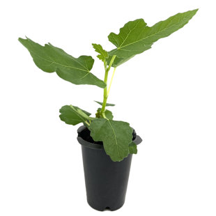 WEKIVA FOLIAGE LLC Brown Turkey Fig Tree - 3 Live Starter Plants - Ficus Carica - Edible Fruit Tree