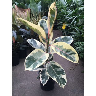 WEKIVA FOLIAGE LLC Ficus Tineke - Live Plant in a 10 Inch Pot - Ficus Elastica 'Tineke' - Beautiful Variegated