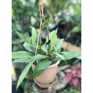 WEKIVA FOLIAGE LLC 6" Live Foliage Plant