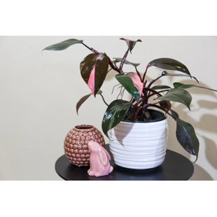 WEKIVA FOLIAGE LLC Pink Princess Philodendron - 4 Inch Pot - Philodendron Erubescens 'Pink Princess' - Rare Houseplant