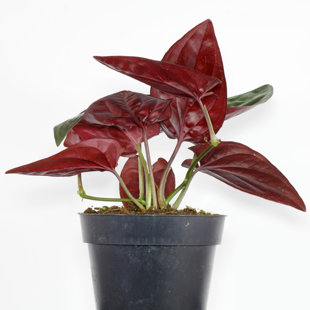 WEKIVA FOLIAGE LLC Syngonium Red Arrow - 4 Inch Pot - Syngonium Erythrophyllum 'Red Arrow' - Unique Foliage Houseplant