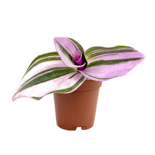 WEKIVA FOLIAGE LLC Tradescantia Red Wandering Jew - Live Plant in a 2 Inch Pot - Elegant Indoor Outdoor Vine Houseplant