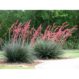 WEKIVA FOLIAGE LLC Red Yucca - Live Plant in a 6 Inch Pot - Hesperaloe Parviflora - Bird Friendly Evergreen Succulent