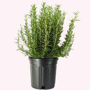 American Plant Exchange Rosemary Tuscan Blue, 10-Inch Pot, Aeromatic Cooking Spice for Home and Garden, Live Fragrant Houseplant