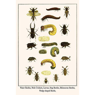 BUYENLARGE Water Beetles Mole Crickets Larvae Stag Beetles by Albertus Seba Graphic Art