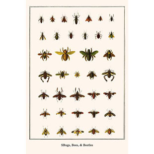 BUYENLARGE Bugs Bees And Beetles by Albertus Seba Graphic Art