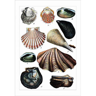 BUYENLARGE " Collected Shell Specimens " by Heinrich V. Schubert