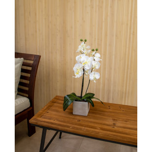 THE SEASONAL AISLE Orchid Arrangement in Pot