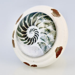 CHARLESTON KNOB COMPANY Seashell Art Whitewashed Nautilus Knob (Set of 4)