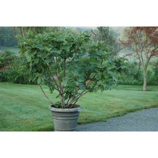 WEKIVA FOLIAGE LLC 13" Live Fruit Tree