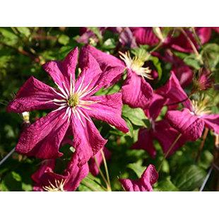 WEKIVA FOLIAGE LLC Clematis Madame Julia Correvon - 4 Inch Growers Pot - Starter Plant Garden - Maroon Flowering Vine