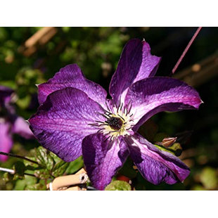 Wekiva Foliage LLC Live Clematis Plant