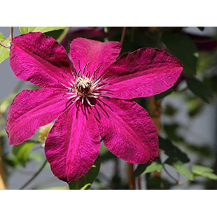 Wekiva Foliage LLC Live Clematis Plant