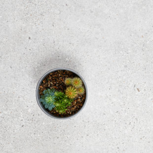 ENCORE SURFACES Manhattan 24" X 48" Porcelain Tile