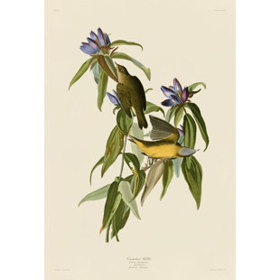 MCGAW GRAPHICS 'Connecticut Warbler' Graphic Art Print in Green