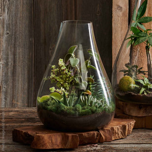 DESIGN IDEAS Glass Terrarium