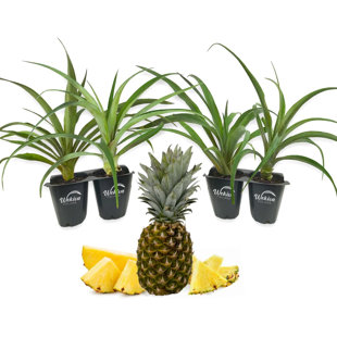 WEKIVA FOLIAGE LLC Florida Special Pineapple Plant - 4 Live Starter Plants - Ananas Comosus - Edible Fruit Tree