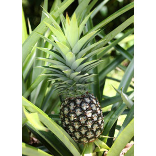 WEKIVA FOLIAGE LLC Florida Special Pineapple Plant - 3 Live Starter Plants - Ananas Comosus - Edible Fruit Tree