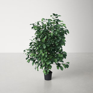 ALLMODERN 48'' Faux Ficus Tree in Pot