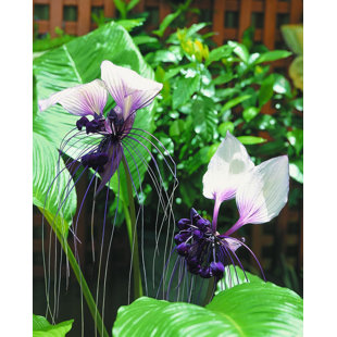 WEKIVA FOLIAGE LLC White Bat Flower - Live Plant in a 4 Inch Pot - Not in Bloom When Shipped - Tacca Integrifolia