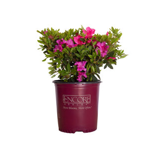 1 Gallon Autumn Sangria Encore Azalea - Evergreen Shrub with Bright Pink Flowers