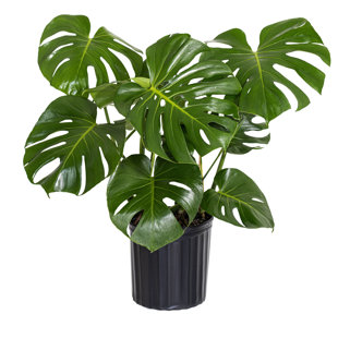 United Nursery Live Monstera Deliciosa Plant in Nursery Pot