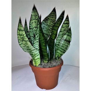 WEKIVA FOLIAGE LLC Robusta Snake Plant - Live Plant in a 4 Inch Pot - Sansevieria Superba