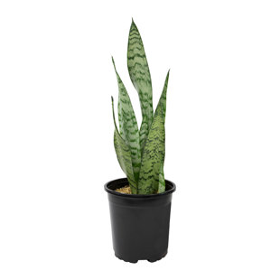 Altman Specialty Plants Live Snake Plant (Sansevieria) Plant in Nursery Pot