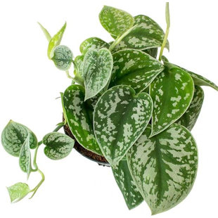 WEKIVA FOLIAGE LLC Satin Pothos - Live Plant in a 4 Inch Pot - Scindapsus Pictus - Elegant Indoor Houseplant