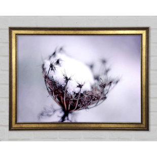 CLASSICLIVING Einzelne Winterblume - Einzelner Bilderrahmen Kunstdrucke