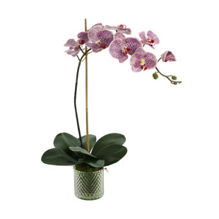 CREATIVE DISPLAYS, INC. Orchid Arrangement in Glass Vase