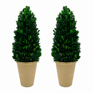BERGAMO ART Pair of 16" Preserved Boxwood Cone Topiary Plants in Pots (Set of 2)