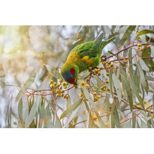 WALL ART PRODUCTION NETWORK Musk Lorikeet by Tracielouise - Wrapped Canvas Print
