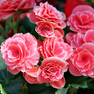 TOUCH OF ECO Sweet Strawberry Begonia Flowers - 4 Bulbs - Attracts Butterflies, Bees & Hummingbirds