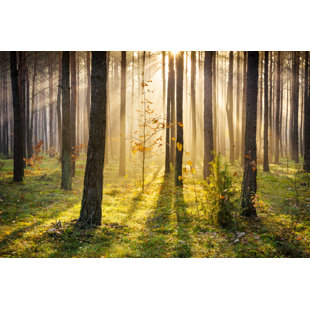 WALL ART PRODUCTION NETWORK Rays Penetrating Forest - Wrapped Canvas Print