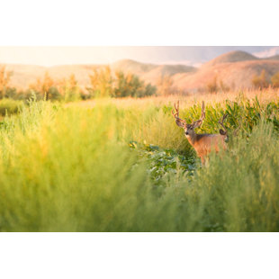 WALL ART PRODUCTION NETWORK Mule Deer In A Meadow And Corn Field by Grandriver - Wrapped Canvas Print