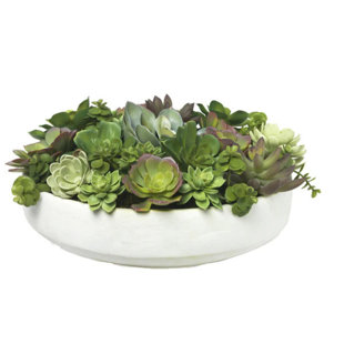 DIANE JAMES HOME Mixed Echeveria In Clay Bowl