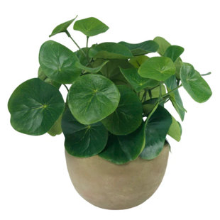 DIANE JAMES HOME Blooms Pilea Plant In Terracotta Bowl