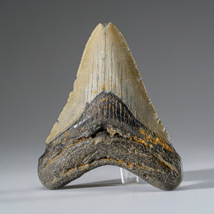 ASTRO GALLERY OF GEMS Genuine Megalodon Shark Tooth In Display Box (115.3 Grams)