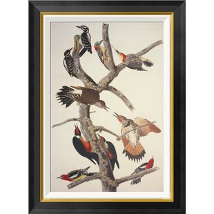 GLOBAL GALLERY " Hairy Woodpecker " by James Audubon