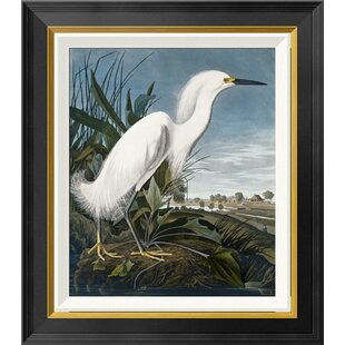 GLOBAL GALLERY " Snowy Heron " by James Audubon