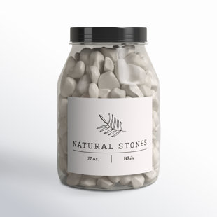 BIRCH LANE™ Apollo Decorative Objects