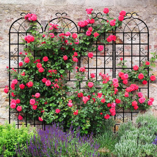 RED BARREL STUDIO® Alamanda Trellis