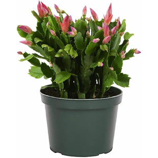 American Plant Exchange Christmas Cactus, Live Flowering Plant, 6-Inch Pot, Easy Care Houseplant