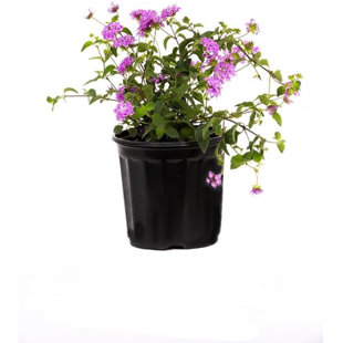 American Plant Exchange Lantana Lavender, 6-Inch Pot, Drought Tolerant Live Plant, Purple Cluster Flowers