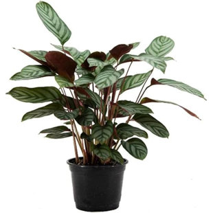 American Plant Exchange Ctenanthe Exotica, Calathea Prayer Plant, 6-Inch Pot, Live Striped Houseplant