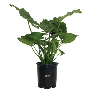 NATURES WAY FARMS Nature's Way Farms Alocasia California Live Plant Tall in Grower Pot